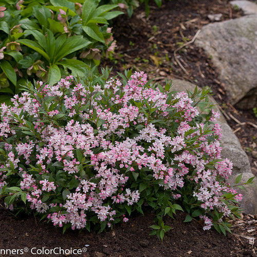Deutzia Yuki Cherry Blossom