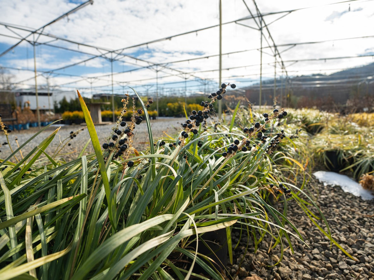 Big Blue Monkey Grass | Liriope