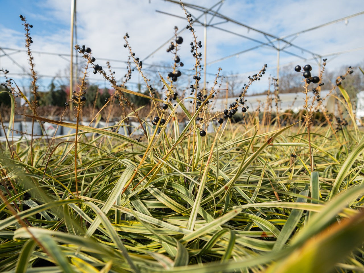 Variegated Monkey Grass | Liriope