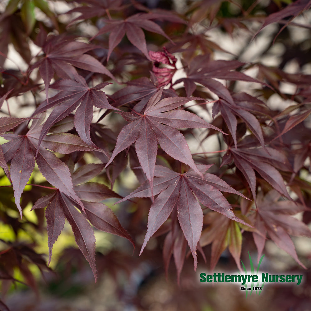 Bloodgood Japanese Maple