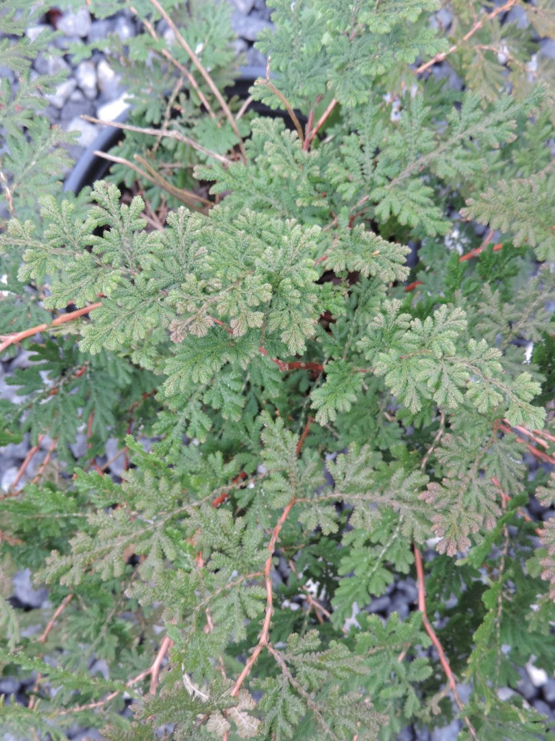 Arborvitae Fern Brauns 1 Gallon