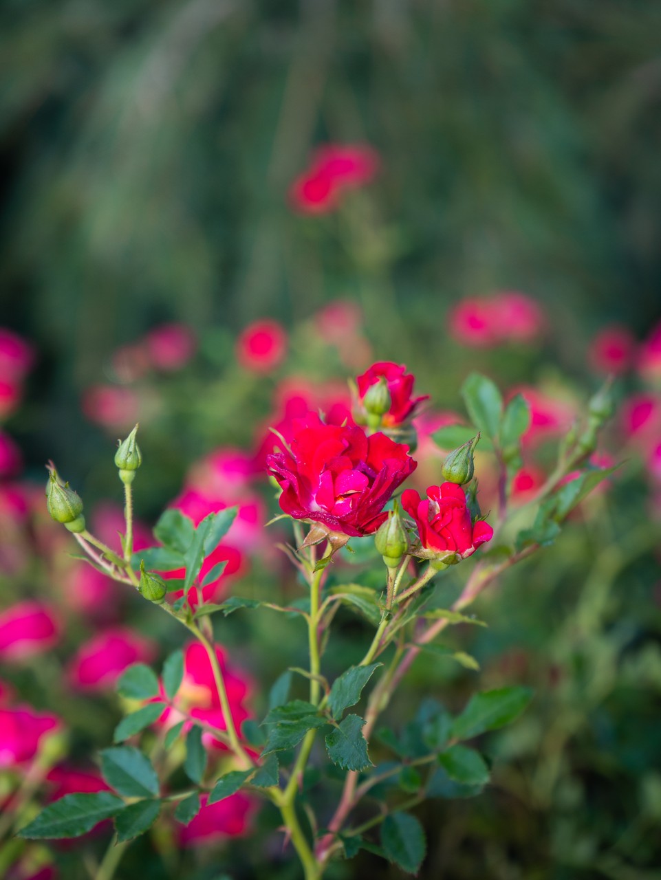 Red Drift Rose