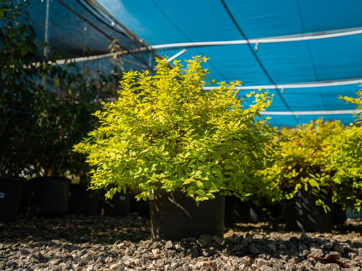 Gold Mound Spirea