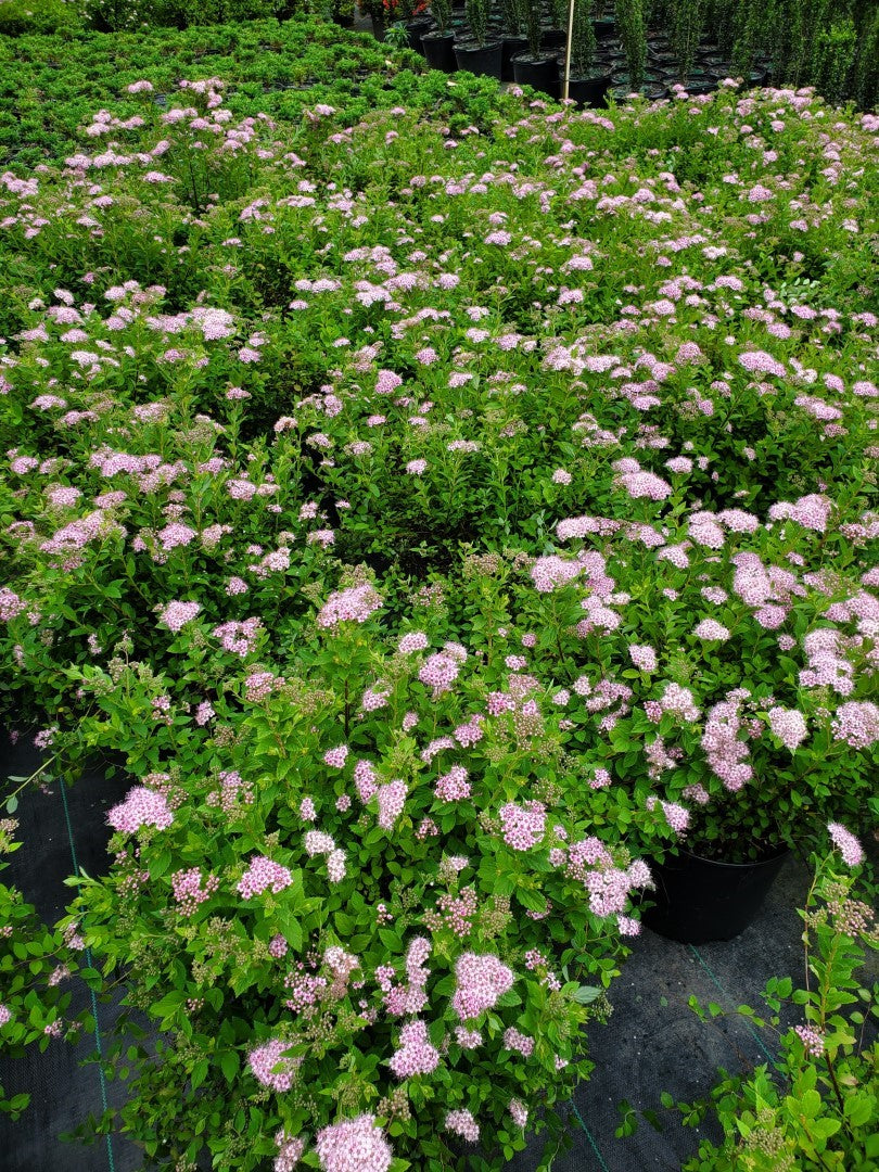 Spirea Little Princess 3 Gallon