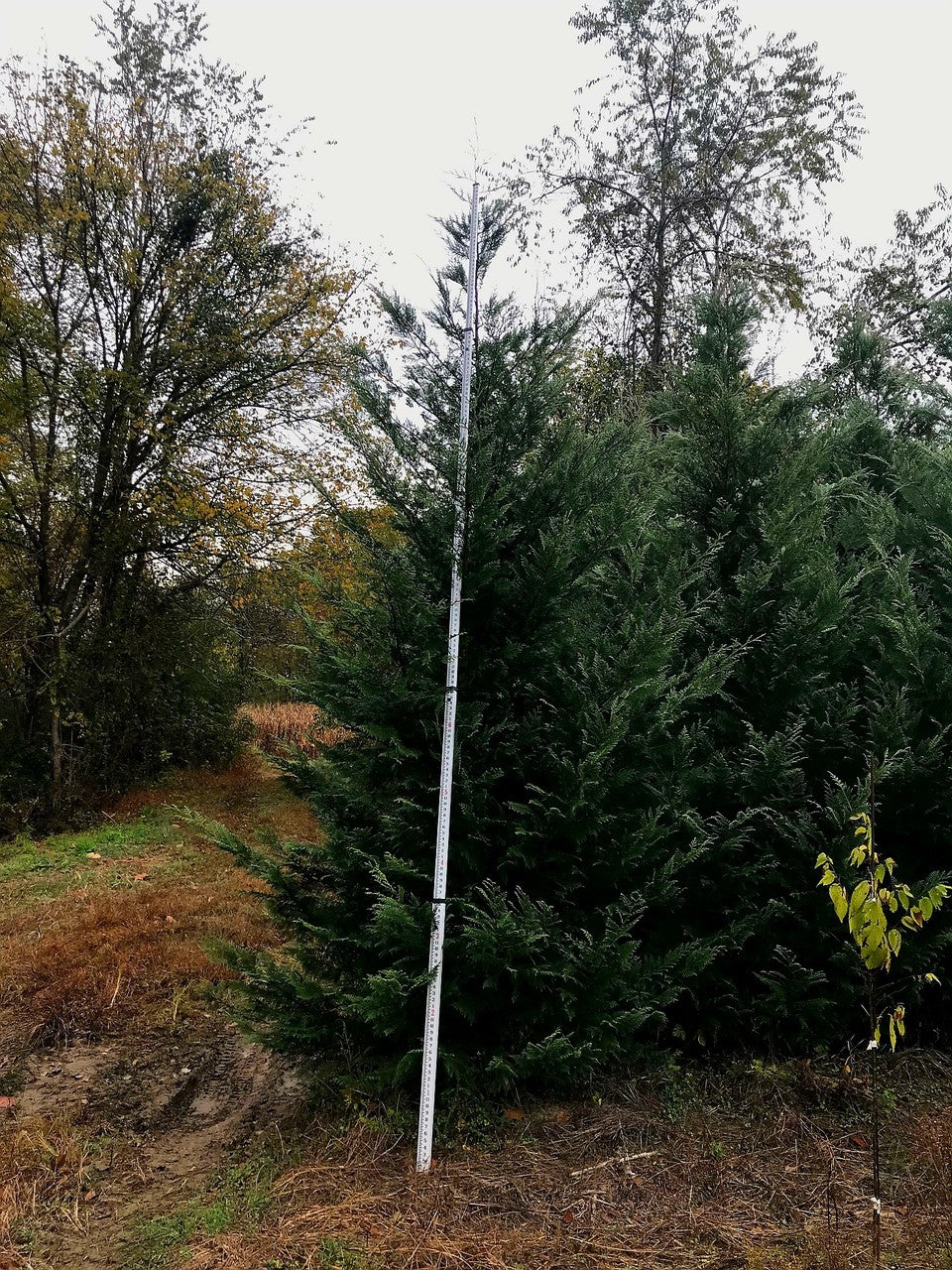 Leyland Cypress 8-10 Feet