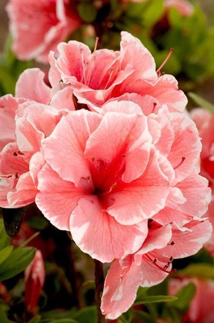 Azalea Encore Autumn Sunburst 3G