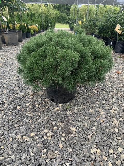 Mugho Pine
