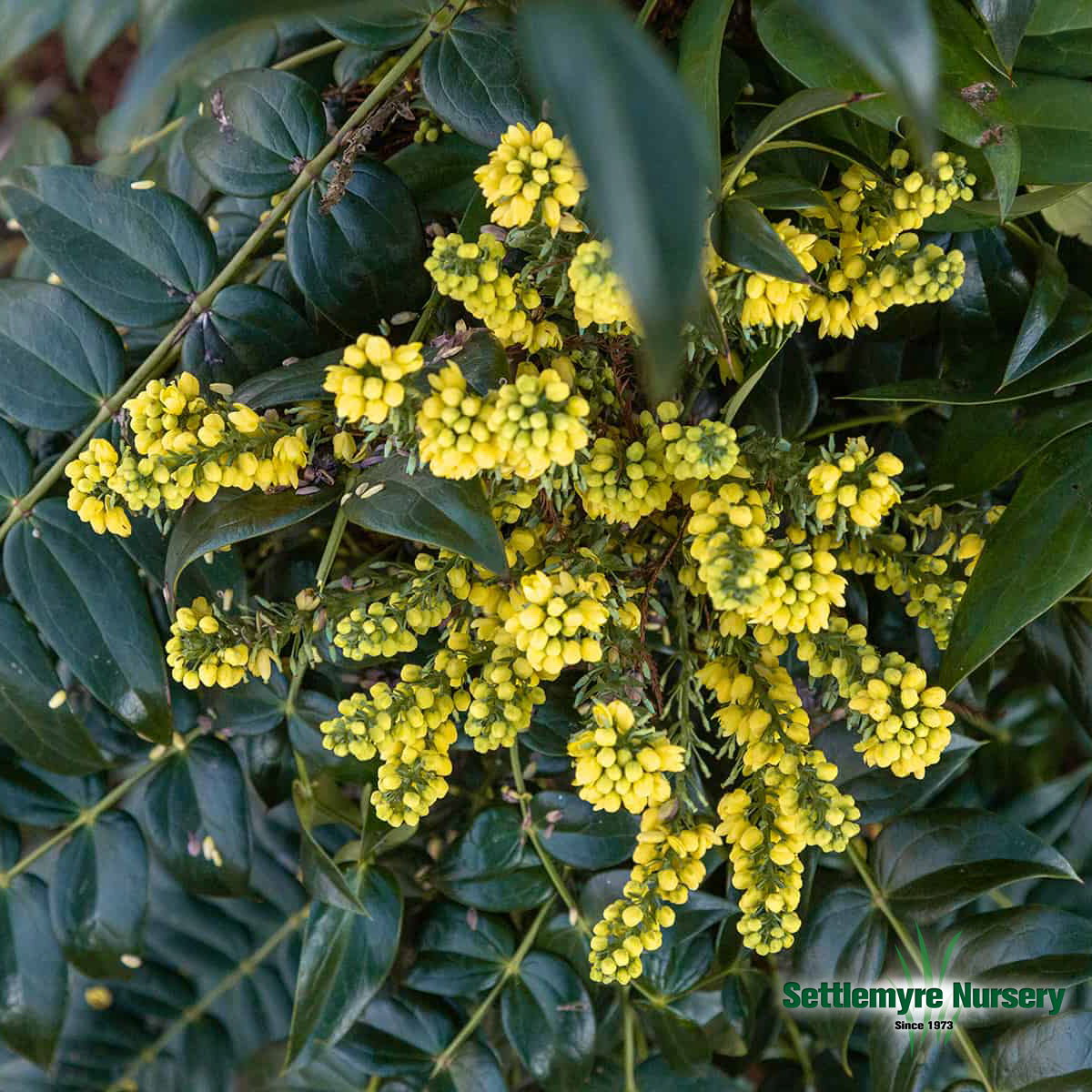 Mahonia Soft Caress 3 Gallon
