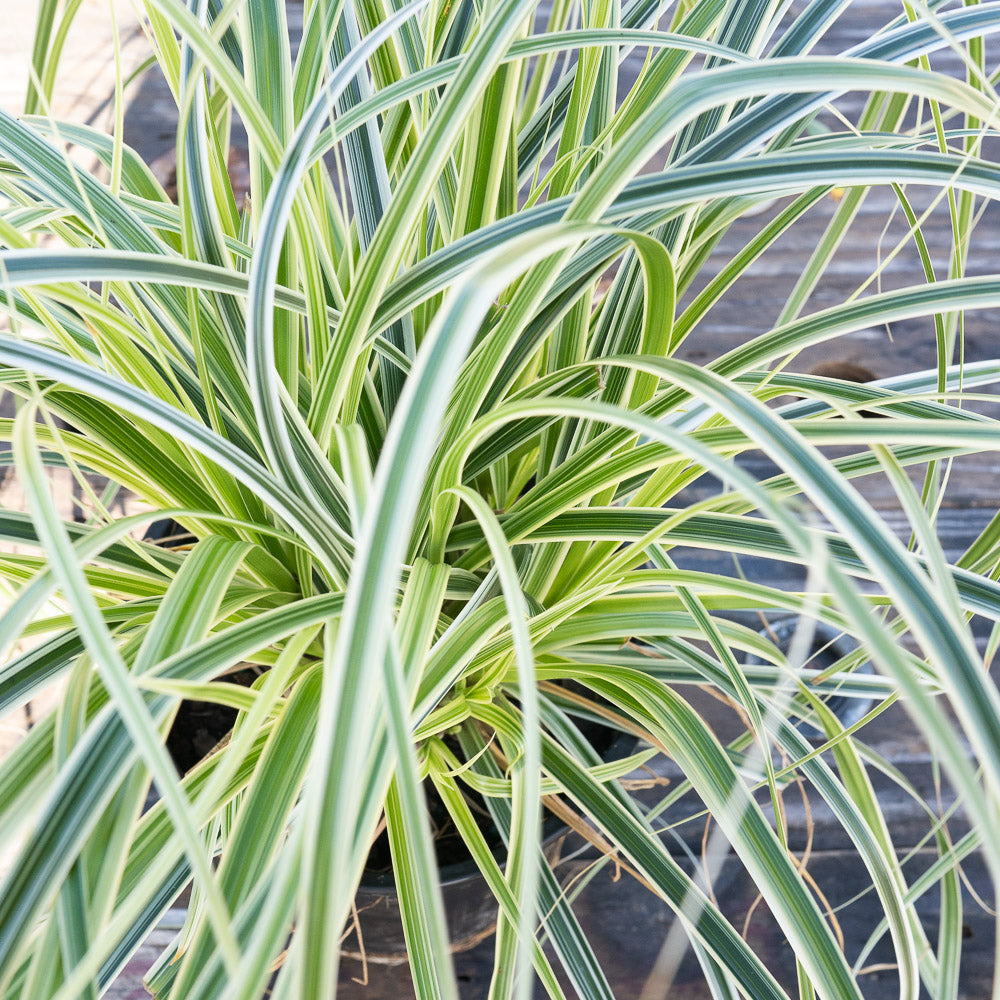 Carex ‘Feather Falls’ Ornamental Grass