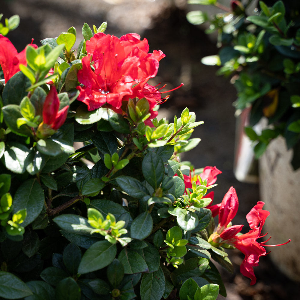 Azalea Perfecto RED 2 Gallon Proven Winners
