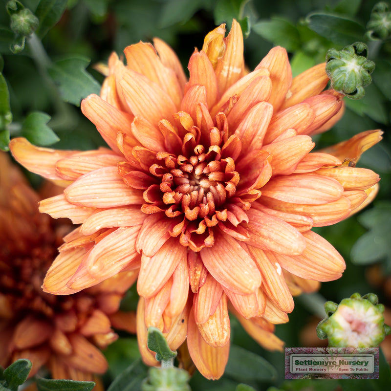 Mum Staviski Orange 12"