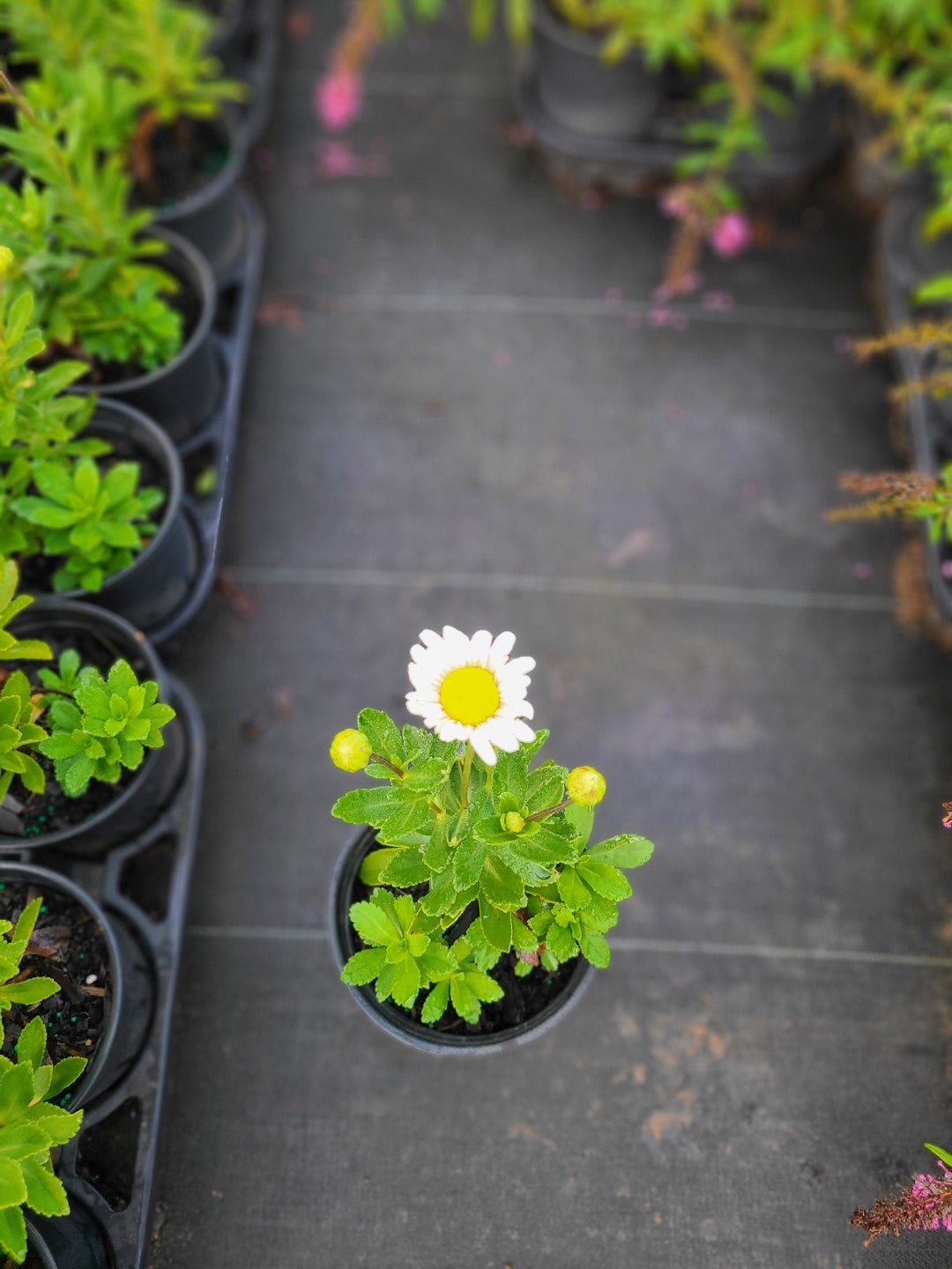 Montauk Daisy 2 Gallon