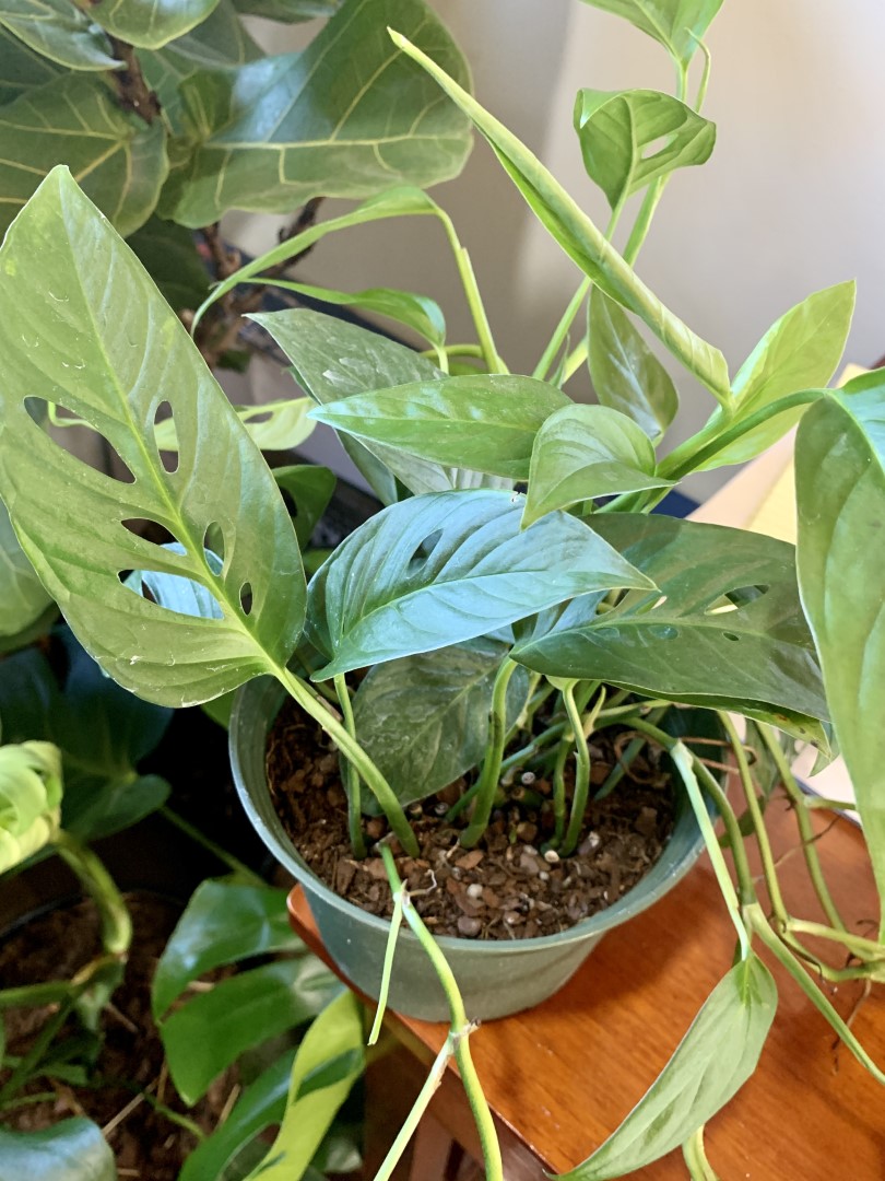 Philodendron Swiss Cheese 6