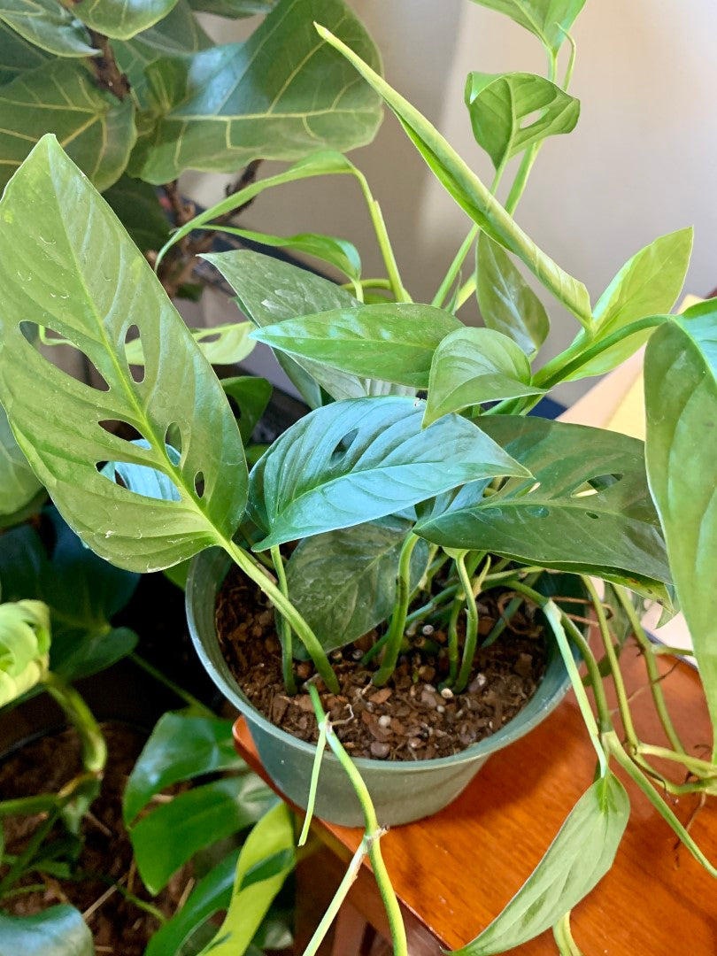 Philodendron Swiss Cheese 6