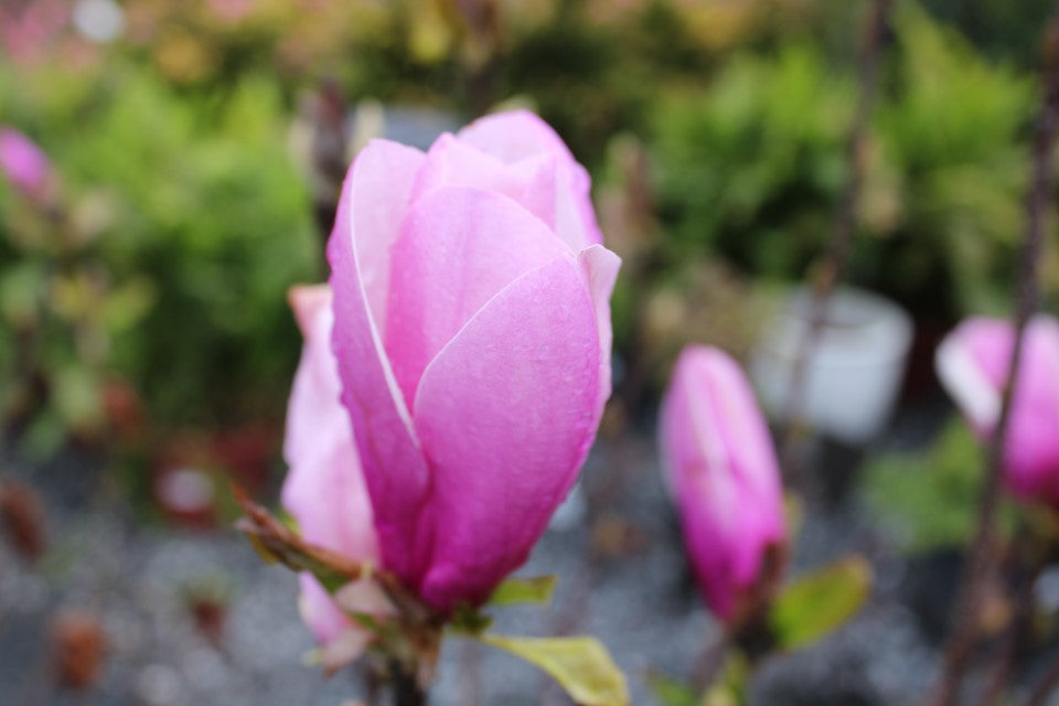 Magnolia Jane B&B 6-8 Feet