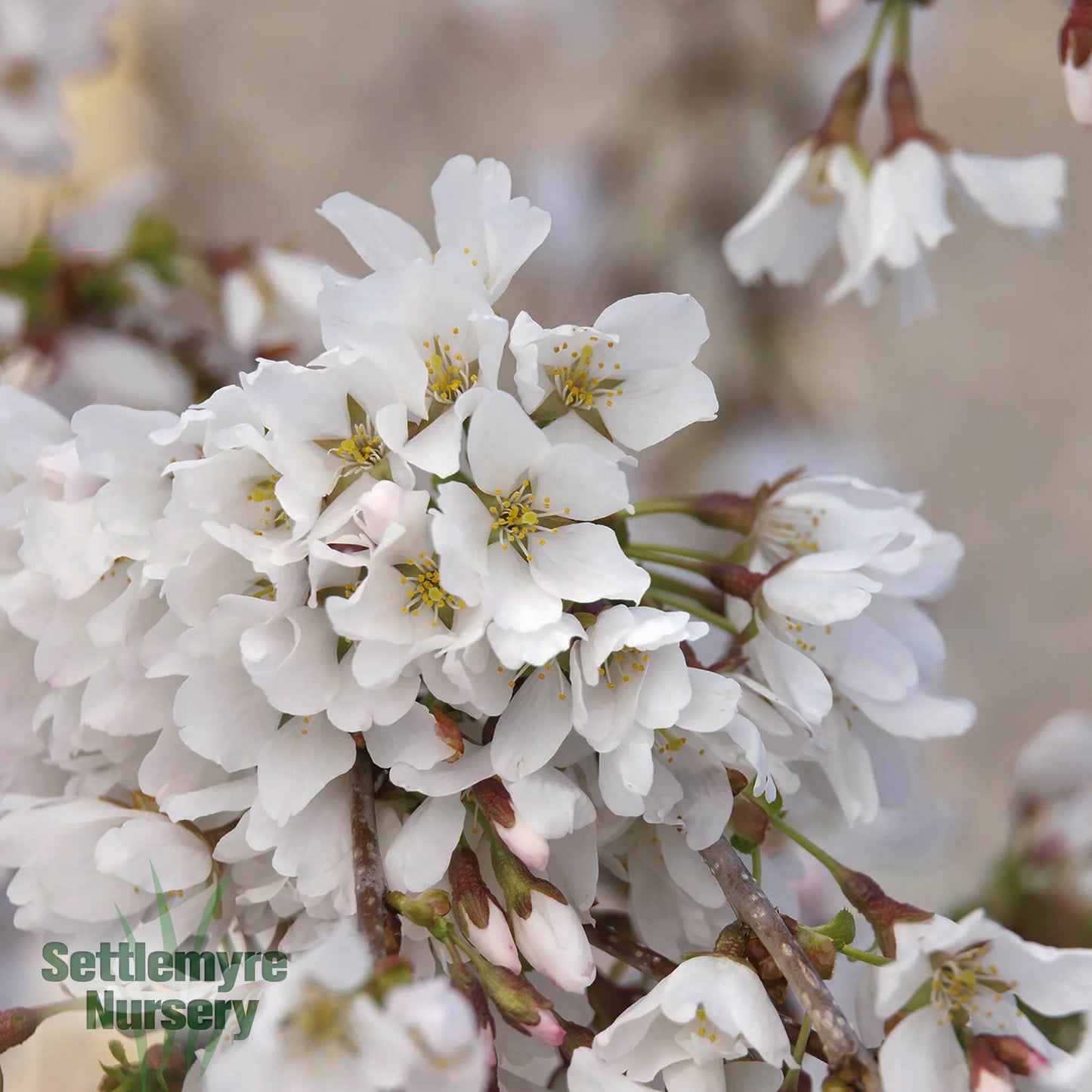 Weeping Cherry Snowfountain B&B