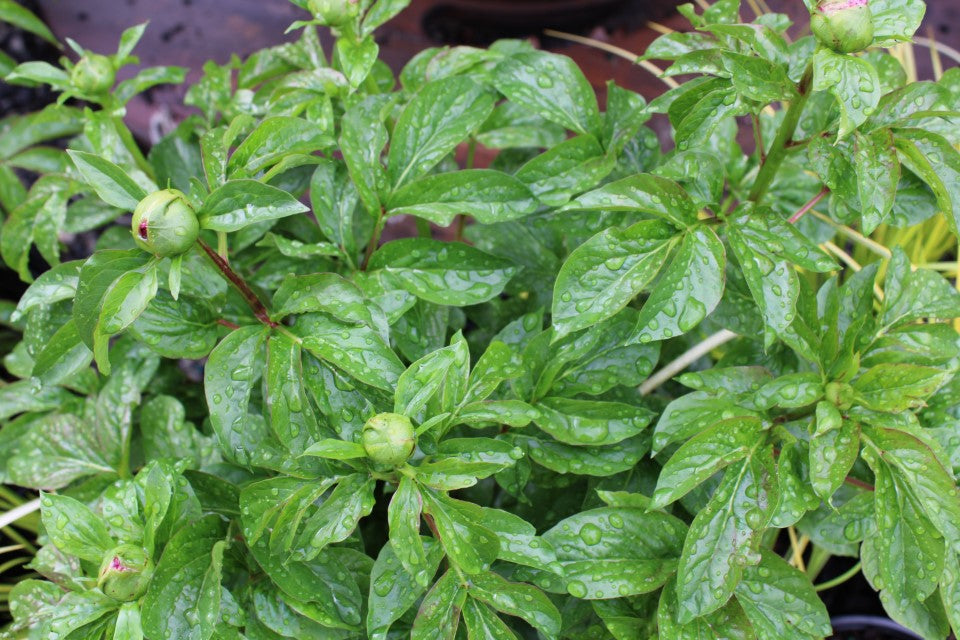 Perennial Peony Mixed 3G