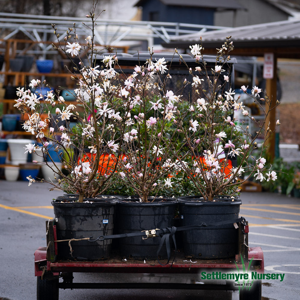Magnolia Royal Star White 7 Gallon