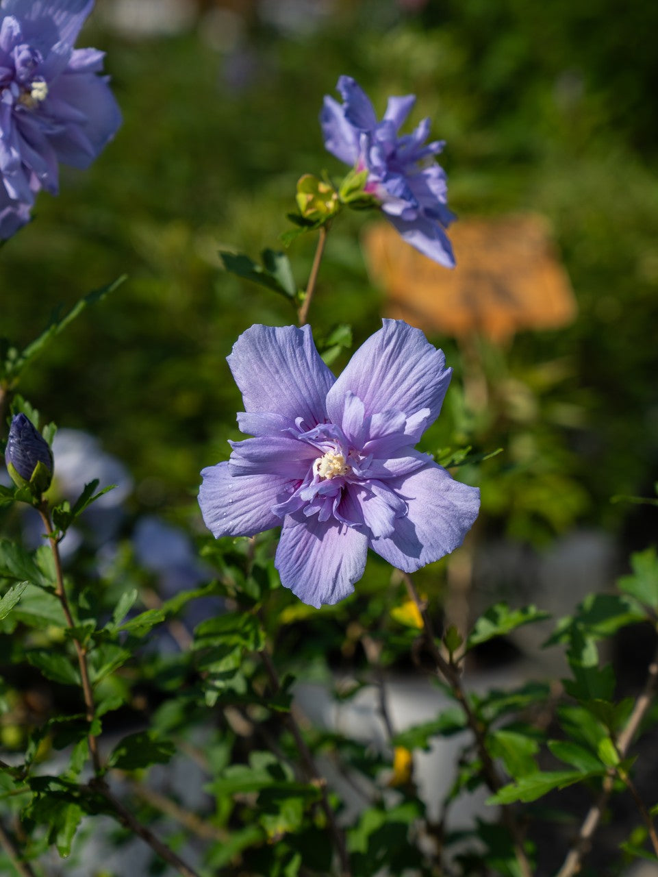 Hibiscus Blue Chiffon