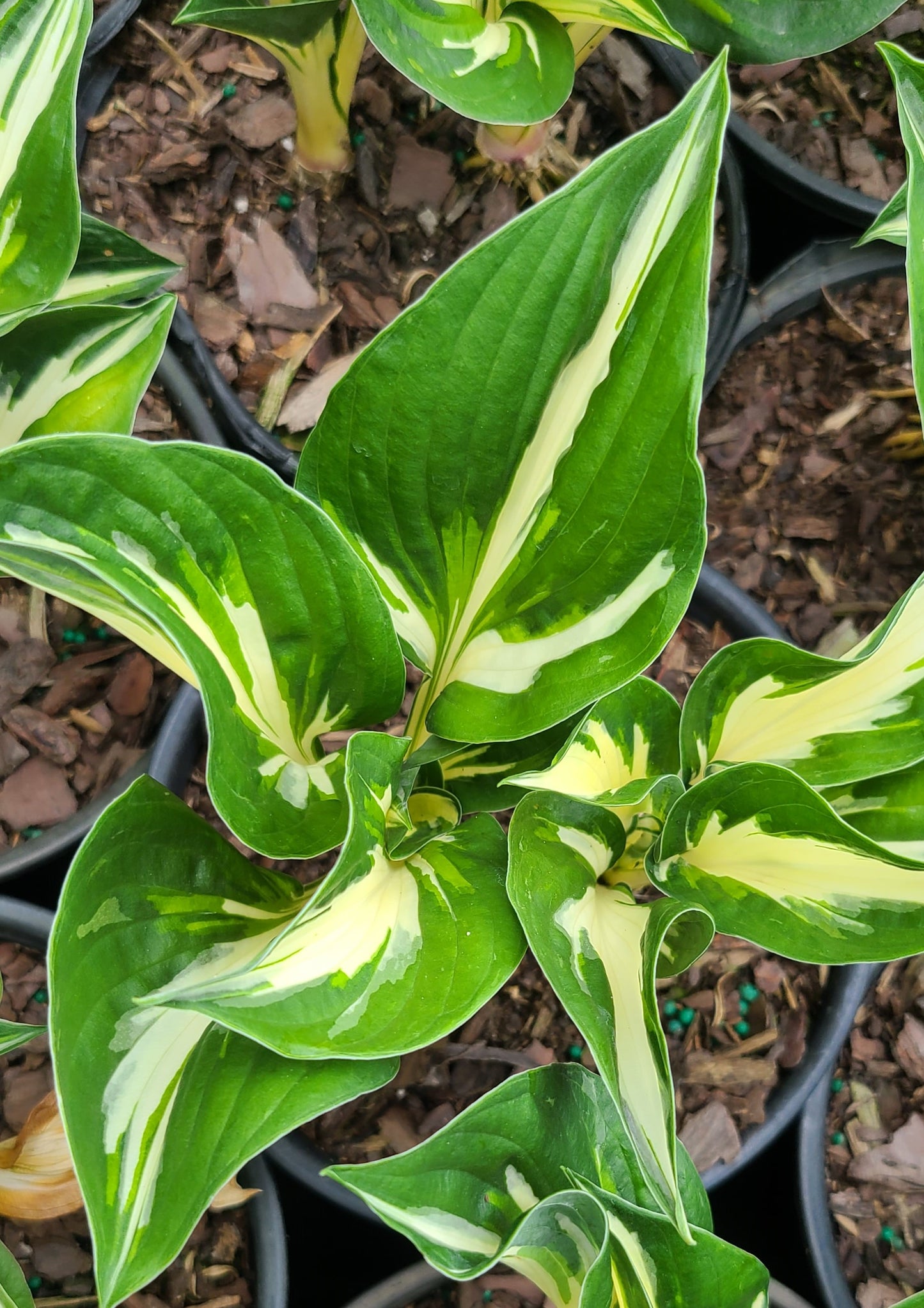 Hosta Assorted 3G