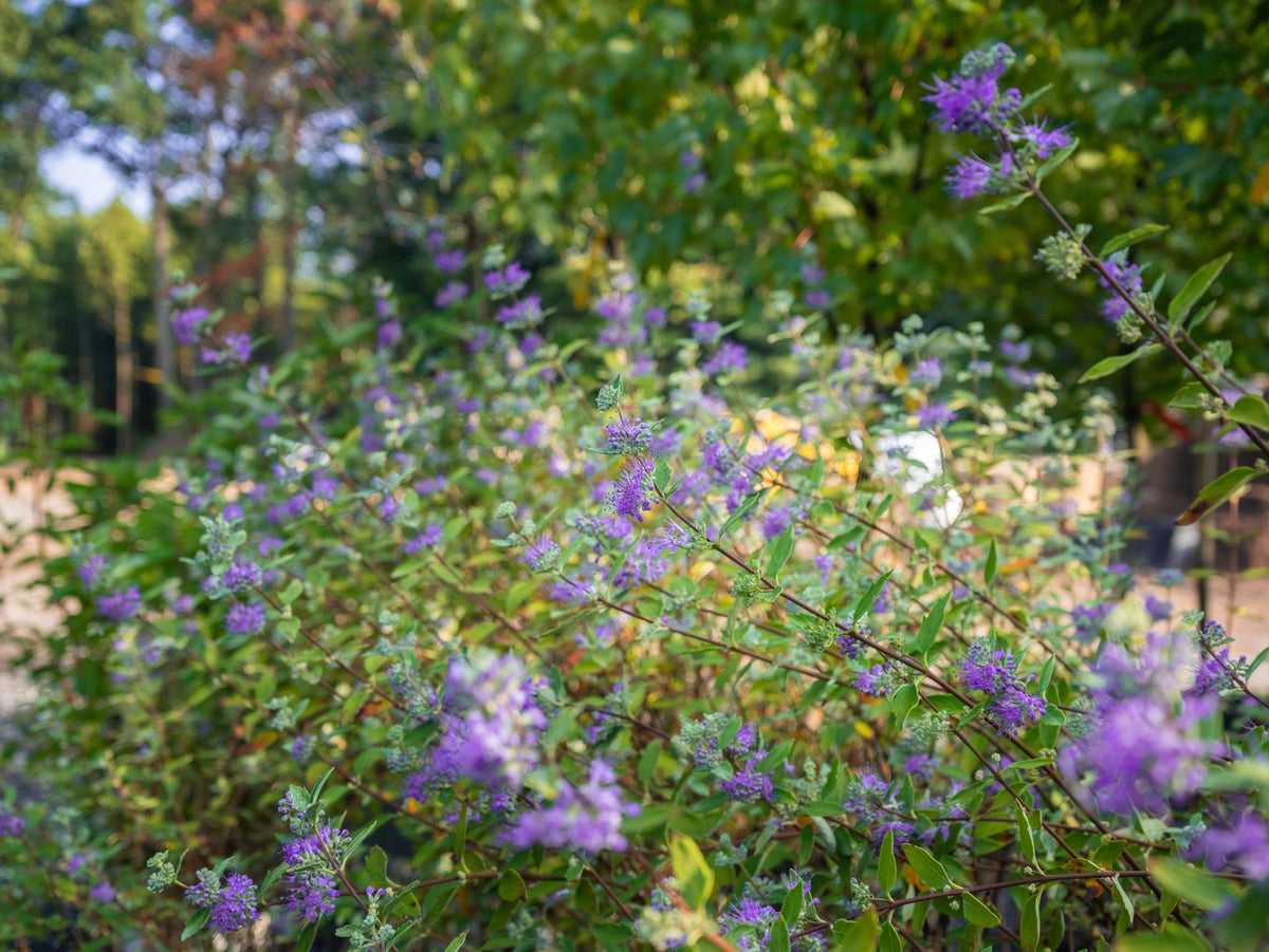 Caryopteris Sapphire Surf