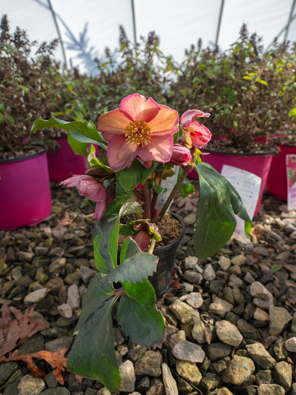 Helleborus Lenten Rose Ice N' Roses® Rose
