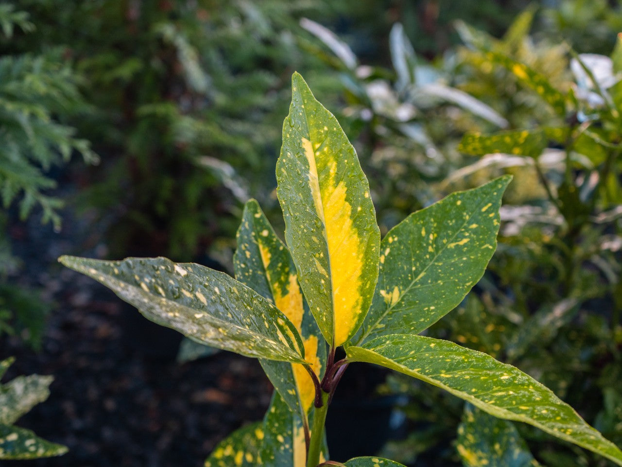 Aucuba Gold Dust 3g