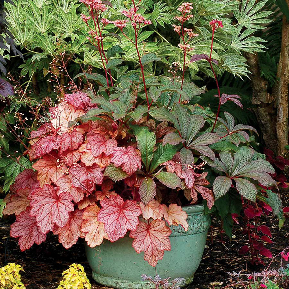 Heuchera Georgia Peach 1 gallon