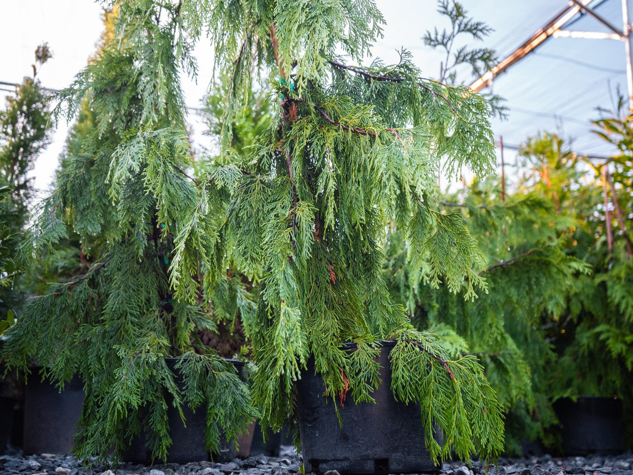 Chamaecyparis nootkatensis 'Pendula'