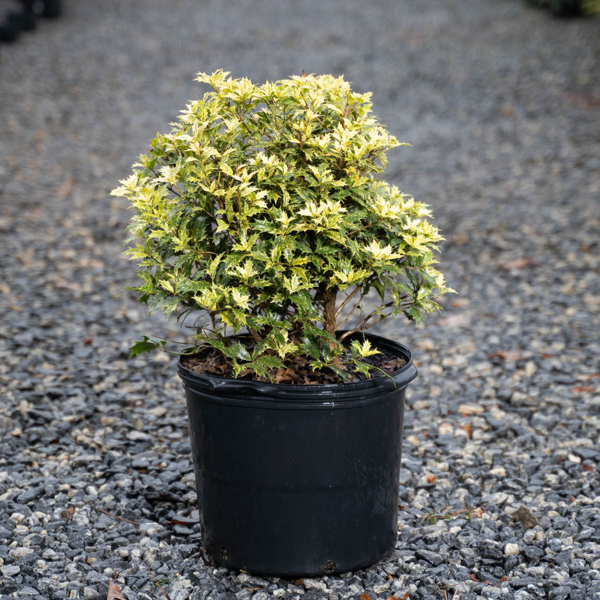 Goshiki Osmanthus