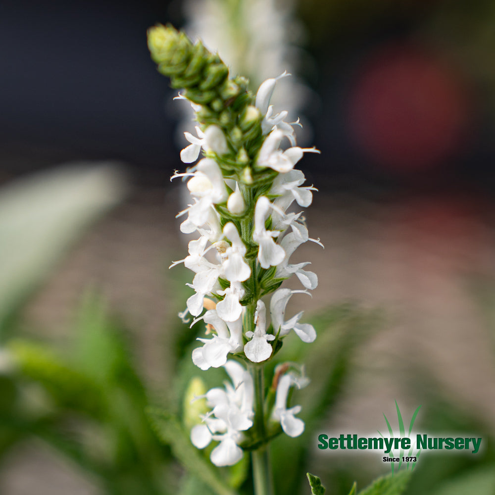 Salvia Sage 1 Gallon