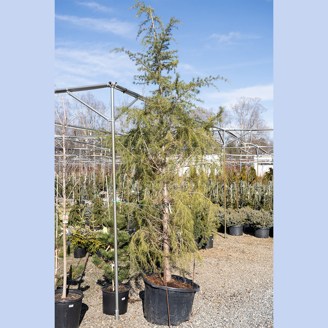 Cedar Deodar