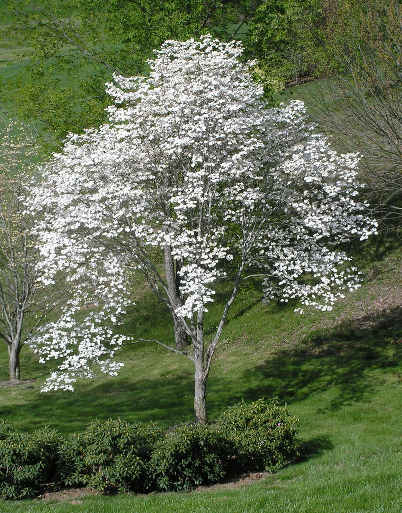 B&B Dogwood Appalachian Snow Florida White 6-7