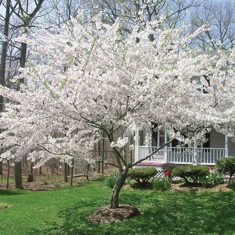 B&B Yoshino Flowering Cherry