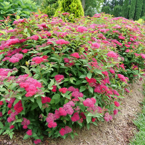 Spirea Dbl Play Doozie 2G