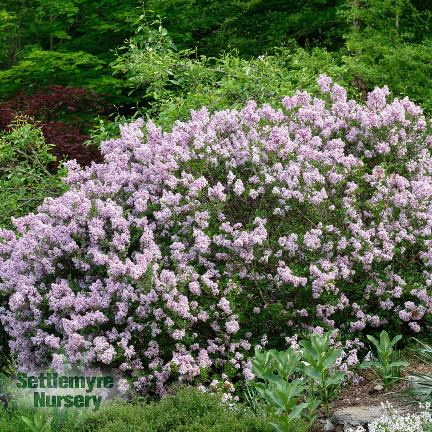 Lilac Miss Kim 3 Gallon