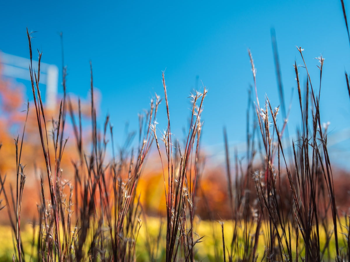 Grass Bluestem Ha Ha Tonka 3 Gallon