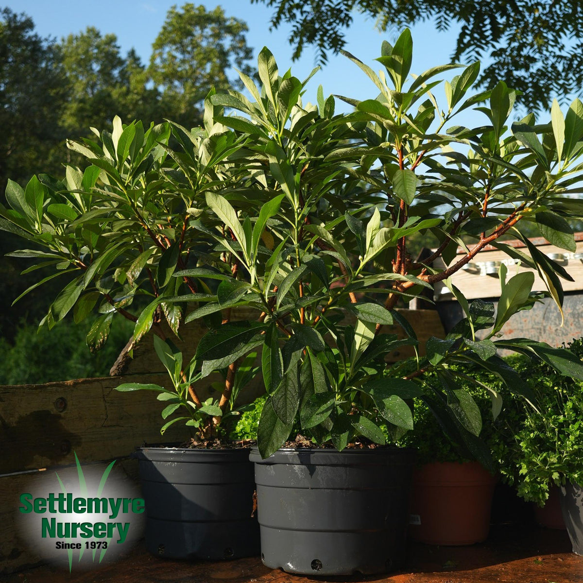 Edgeworthia Paperbush 7G