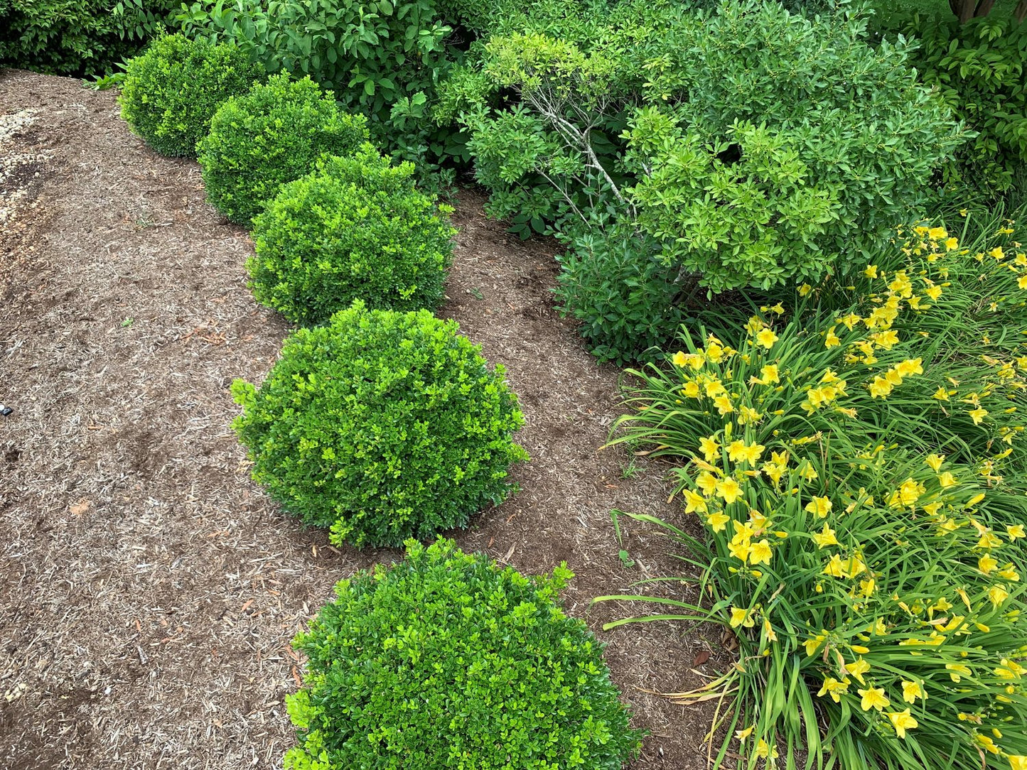 Boxwood Independence - 203047