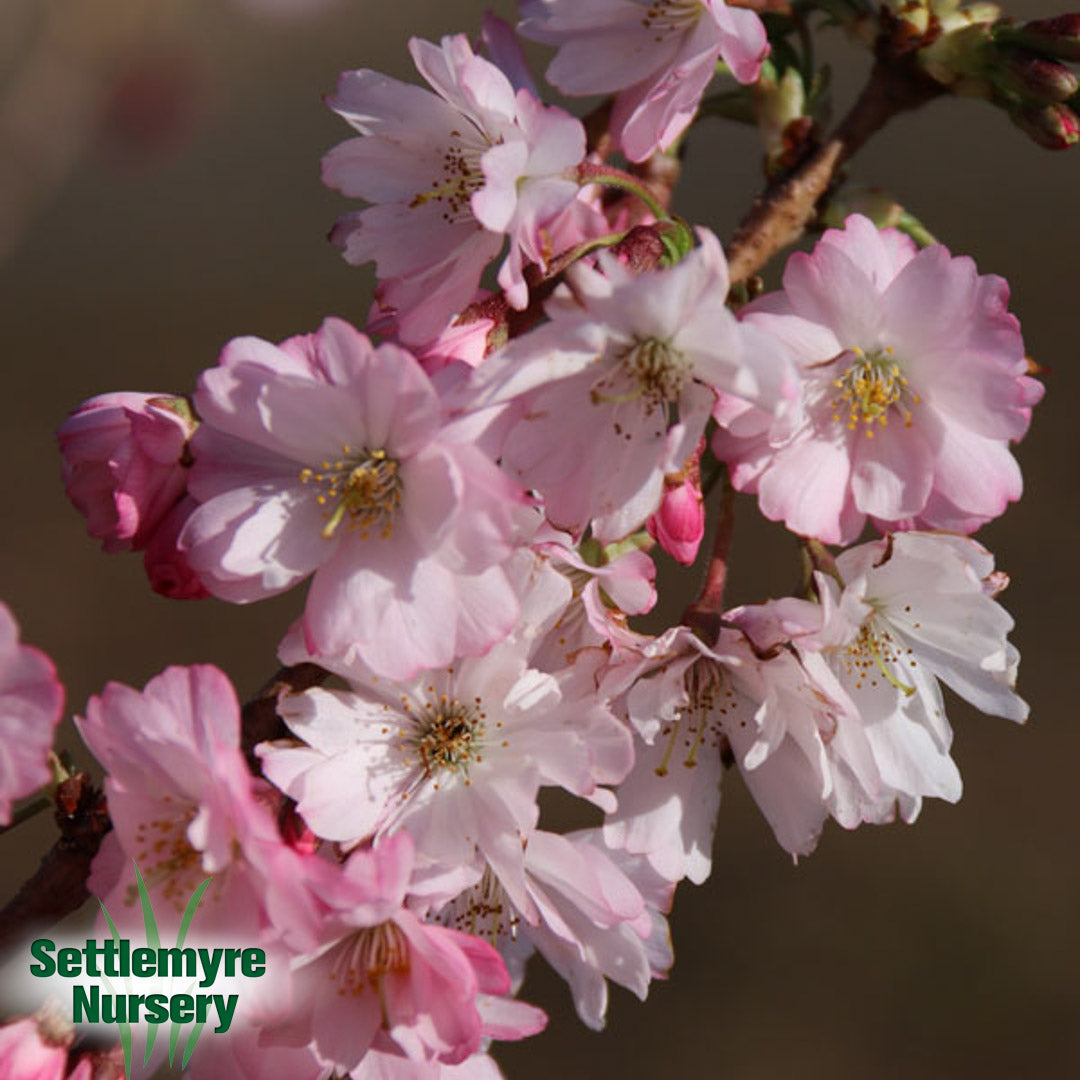 B&B Autumnalis Cherry
