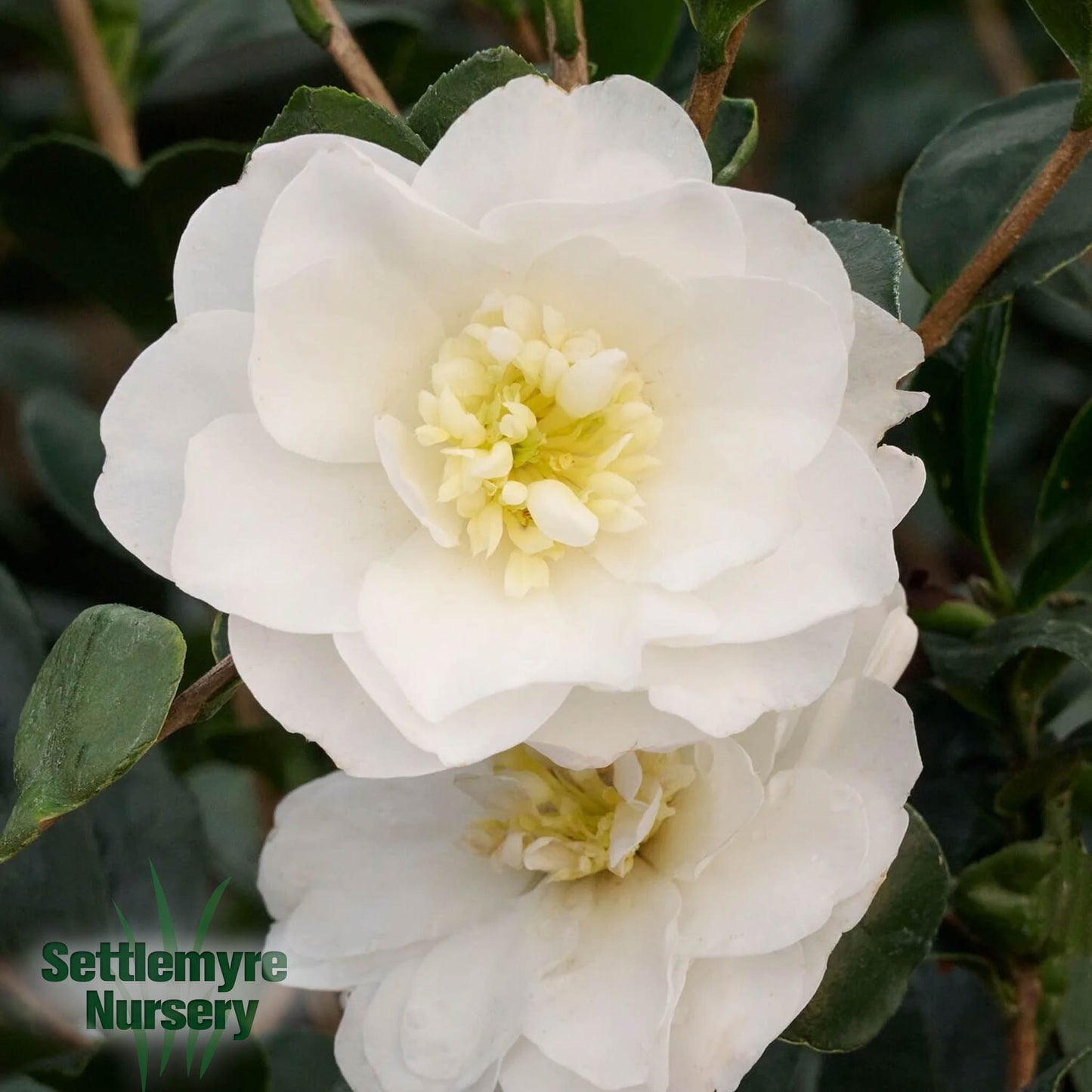 Camellia Autumn Rocket White