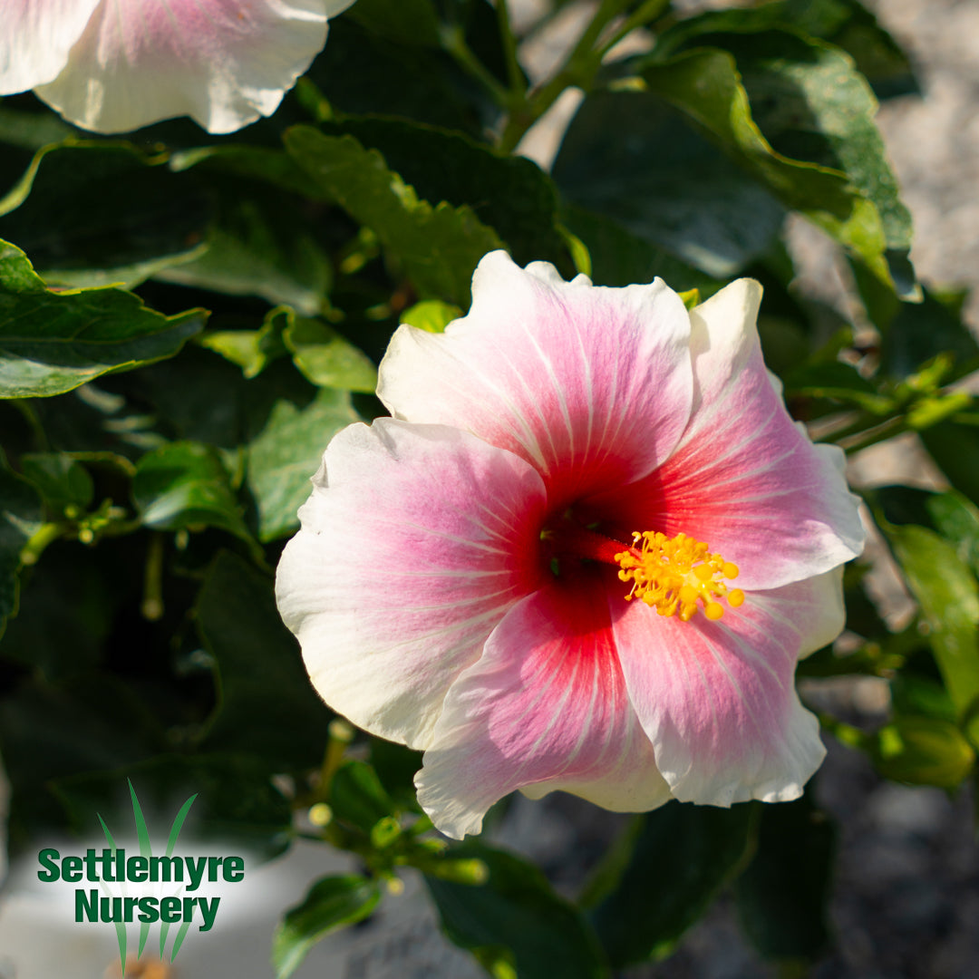 Hibiscus Americas Sweetheart 2G