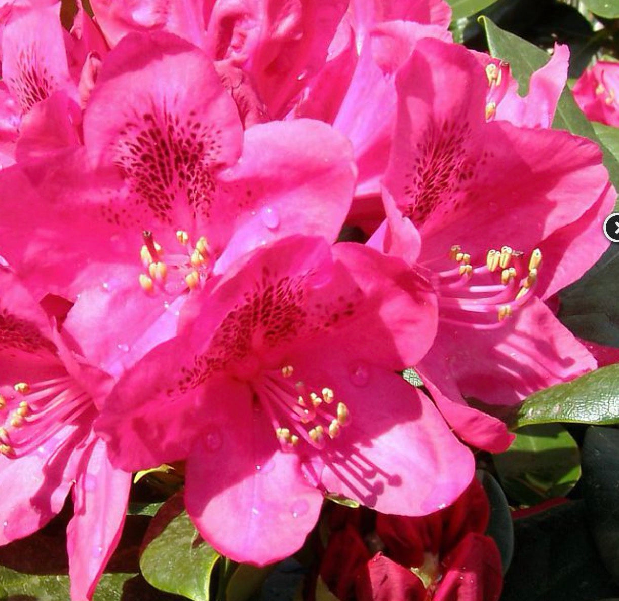 Rhododendron Nova Red 6 Gallon