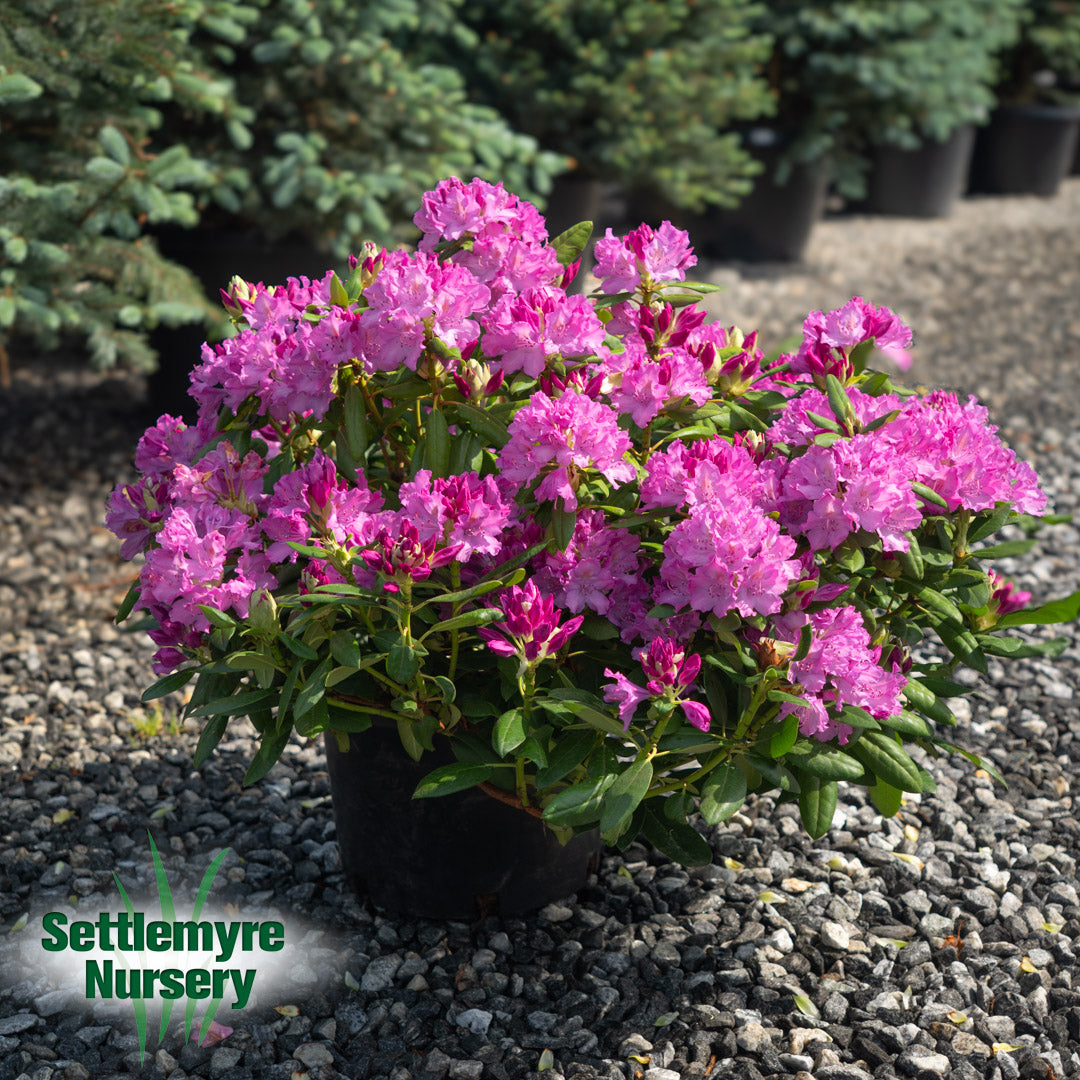 Rhododendron Roseum Elegans Purple