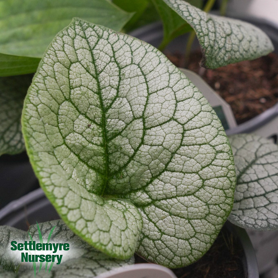 Brunnera Jack of Diamonds 1G