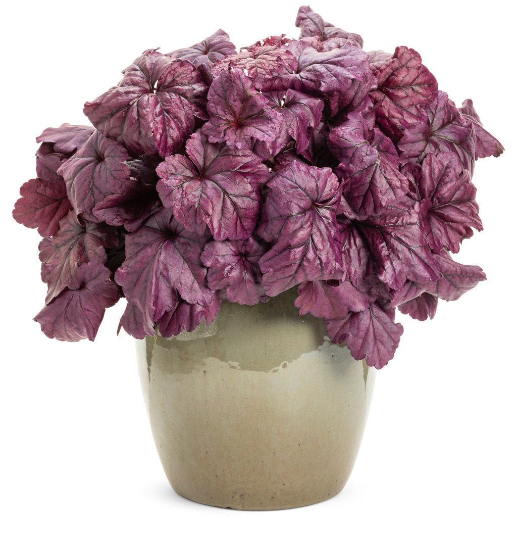 Heuchera Wildberry 1g Proven Winners