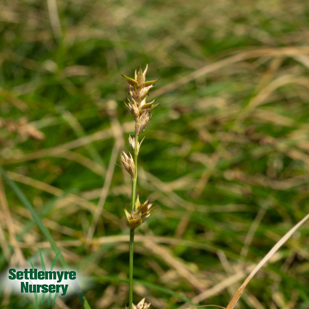 Carex Carex divulsas Ornamental Grass