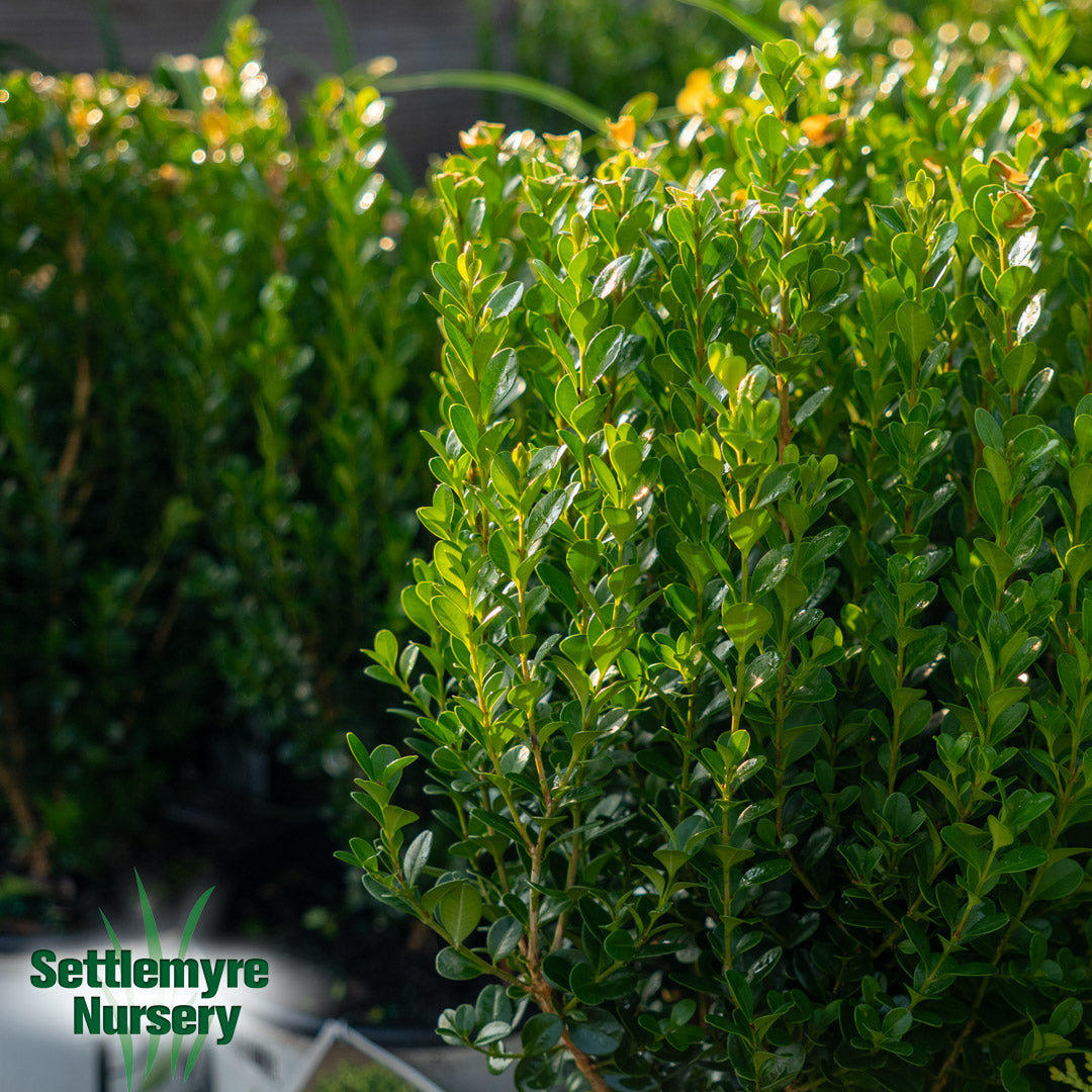 Boxwood Sprinter