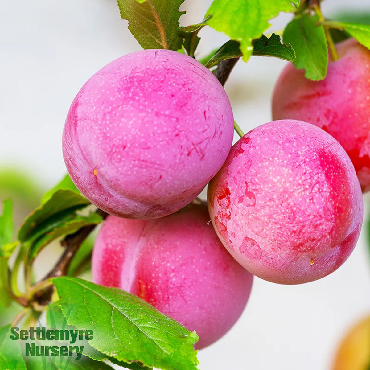 Plum Tree Ozark
