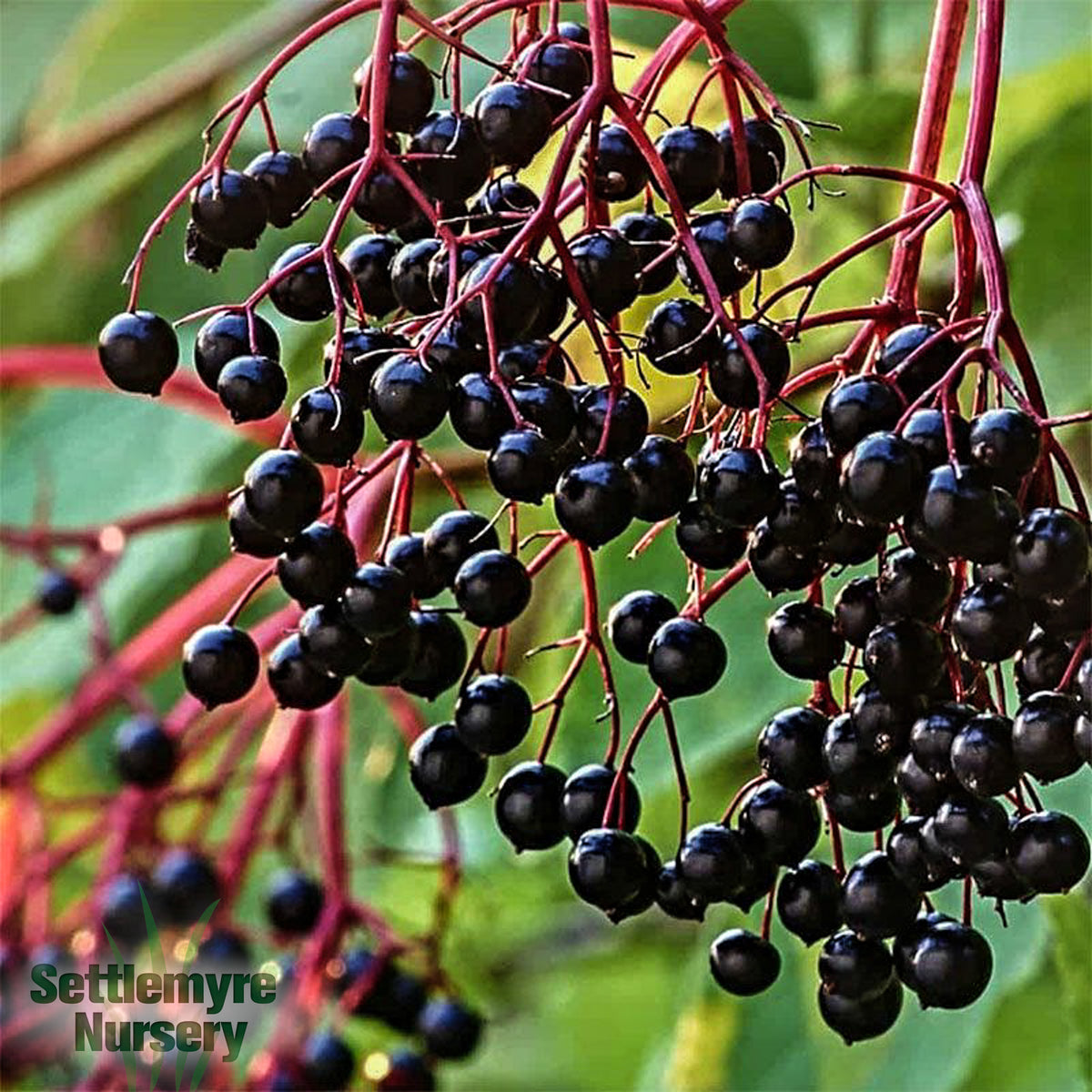 Elderberry Bob Gordon